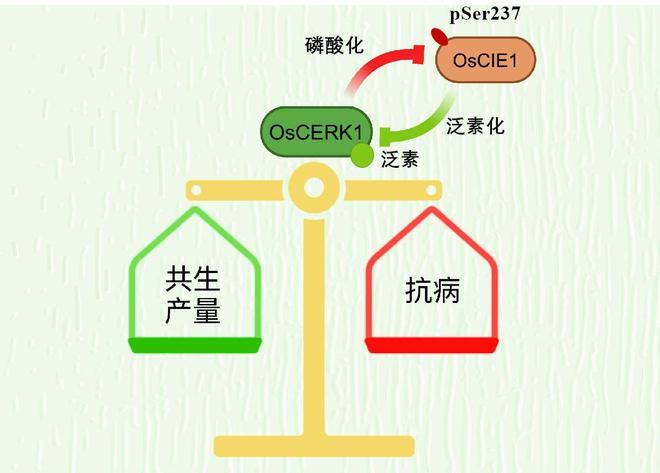 协助水稻抗病又高产上海科学家发现水稻精准免疫调控新机制(图1)